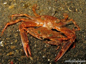 10 - Crabes nageurs charybdis sp (Jahir - Lembeh)