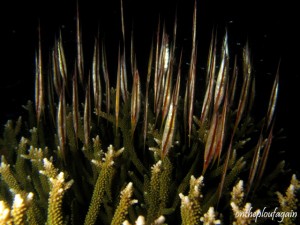 10 - Poissons couteau rigides (Waeggo Island - Raja Ampat)