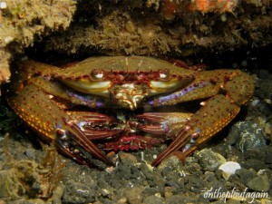 11 - Crabe nageur à pinces noires (Madidir - Lembeh)