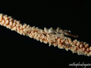 12 - Araignée de corail fouet (Angel Window - Lembeh)