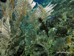 12 - Poisson fantome arlequin (Red Sand Beach - Alor - Flores)