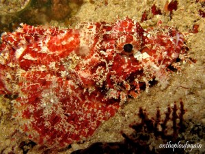 12 - Poisson scorpion à guenilles (Mioskon - Raja Ampat)