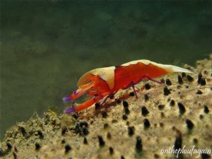 13 - Crevette empereur (Policy Jety -Lembeh)