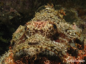 13 - Poisson scorpion à guenilles (Mioskon - Raja Ampat)