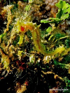 14 - Hippocampe hendriki (Ampera - Alor - Flores)