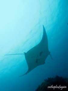 14 - Raie Manta (Arborek - Raja Ampat)