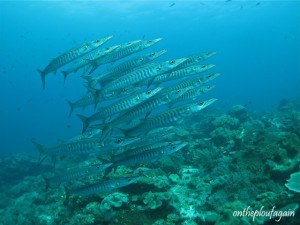 15 - Barracudas à bandes noires (Blue Magic - Mansuar - Raja Ampat)