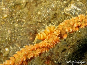 15 - Crevette de corail fouet (Nudi Falls - Lembeh)