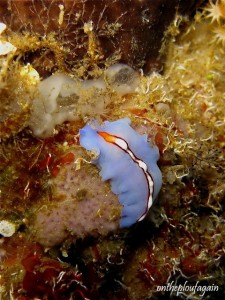 15 - Pseudoceros bifurcus (Solem Bali Hall - Alor - Flores)