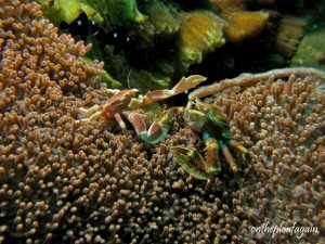 16 - Crabes porcelaine (Ampera - Alor Islands - Flores)