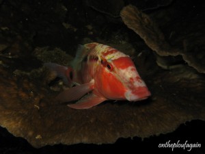 16 - Poisson chèvre (Mioskon - Raja Ampat - Indonésie)
