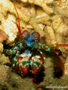16 - Squille multicolore (Batu Dubang - Lembeh)