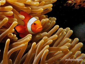 17 - Poisson clown à trois bandes (Ampera - Alor Islands - Flores)