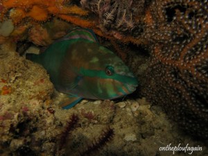 17 - Poisson perroquet (Mioskon - Raja Ampat)