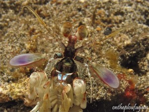 17 - Squille odontodactylus latirostris (Pante Parigi - Lembeh)