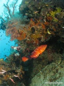 18 - Mérou rouge (Missol - Boo - Raja Ampat)