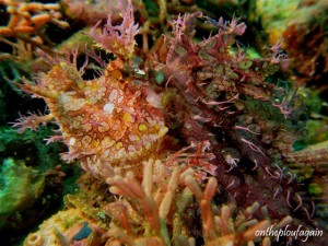 18 - Rascasse rhinopiace (Ampera - Alor Islands - Flores)
