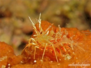 19 - Crevette tigre (House Reef - Lembeh Divers Lodge)