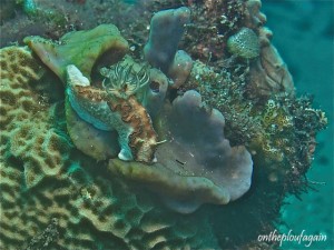 19 - Glossodoris sp 14 (Bama Wall - Alor Islands - Flores)