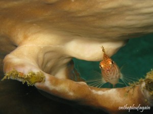 19 a - Poisson Epervier (Aljui Satu - Ferme perlière - Raja Ampat)