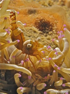 20 - Crevette thor (Pulau Serena - Détroit de Lembeh)