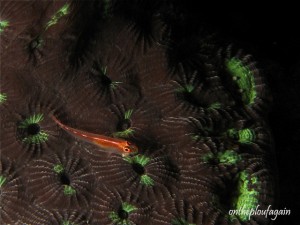 20 - Gobie nain des madrépores (Kandidalang - Alor Islands - Flores)