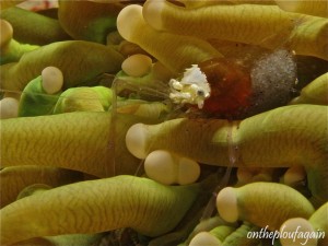 21 - Crevette taureau (House Reef - Lembeh Divers Lodge)