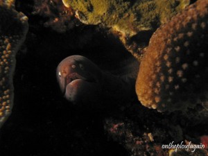 21 - Murène à oeil blanc (Pura - Alor Islands - Flores)