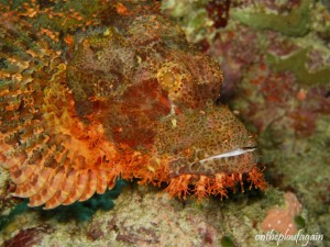 21 - Poisson scorpion à guenilles (Mioskon - Raja Ampat)