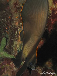 22 - Platax ombré juvénil (Farundi Island - Raja Ampat)