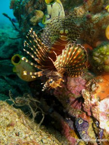 22 - Rascasse zébra (Red Sand - Alor Islands - Flores)