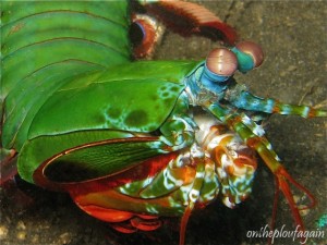 22 - Squille multicolore (Keluk Kembatu - Lembeh)