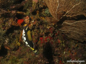 23 - Baliste clown (Boo - Missol - Raja Ampat)