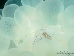 23 - Crevette vir (Magic Rock - Lembeh)