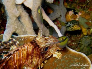 23 - Rascasse miles (Pulau Ternate - Alor Islands - Flores)