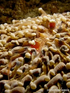 24 - Crevette taureau (House Reef - Lembeh Divers Lodge)