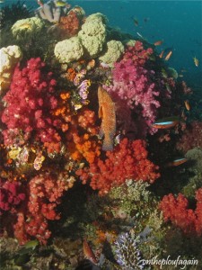 24 - Mérou rouge - Fusilliers à ligne olive (Boo Missol - Raja Ampat)