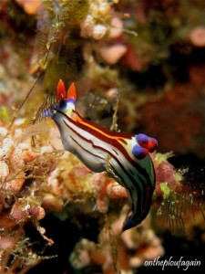 24 - Nembrotha Purpureolineata (Anemone - Alor Islands - Flores)