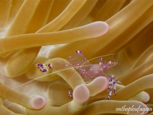 25 - Crevette péricliménès tosaensis (Jiko II - Lembeh)