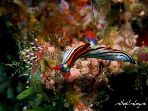 25 - Flabellina exoptata - Nembrotha purpureolineata (Anemone - Alor - Flores)