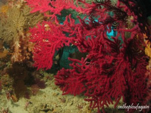 25 - Platax dans gorgonne (Missol - Raja Ampat)