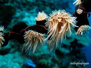 26 - Anémone colonisatrice (Mandarine - Alor Islands - Flores)