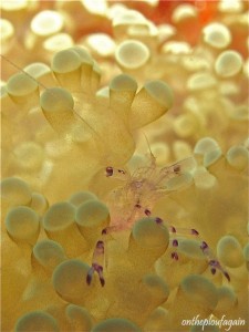 26 - Crevette péricliménès tosaensis (Magic Rock - Lembeh)