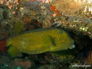 26 - Poisson coffre (Roiben Island - Raja Ampat - Indonésie)