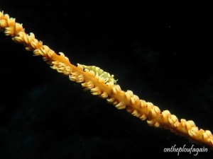 27 - Crevette commensale de corail fouet ( Babylon - Alor Islands - Flores)