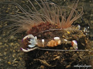 27 - Crevette péricliménès magnifique (Teluk Kembatu - Lembeh)