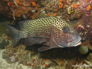 27 - Gaterin oriental (Blue Magic - Mioskon - Raja Ampat)
