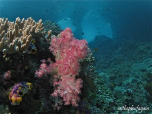 28 - Alcyonnaire et Ascidie à tache d encre (The Window - Missol - Raja Ampat)