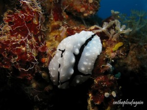 28 - Phyllidiella Shireenae (Mandarine - Alor Islands - Flores)
