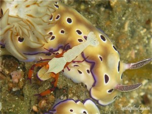 28 - Crevette empereur sur chromodoris risbecia tryoni (Policy Jety - Lembeh)